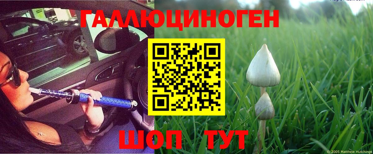 Псилоцибиновые грибы Psilocybe Новозыбков